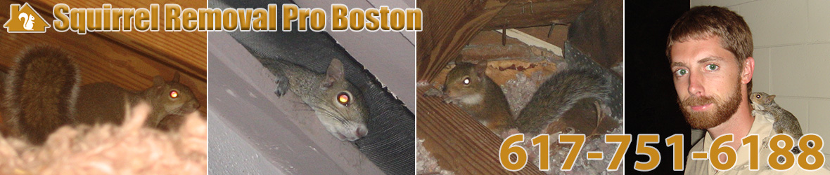 Squirrels Removal Pro Boston